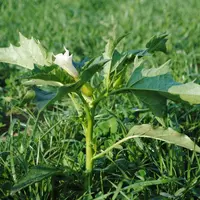 une plante toxique pour les brebis
