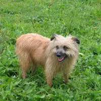 Le Berger des Pyrénées, dit aussi Labrit, est un chien endurant, capable d'initiatives.