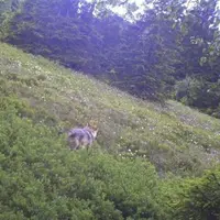 Photo prise par un appareil automatique