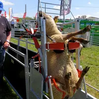 30 % des accidents des éleveurs ovins concernent les genoux.