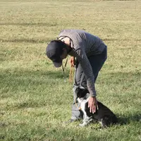 Les premières étapes de l'éducation du chiot sont les ordres de base, le bien et le mal; l'apprentissage de son nom...