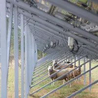 Les tables solaires fournissent un abri de qualité pour les ovins, créant un microclimat qui lisse les écarts de température entre le jour et la nuit.