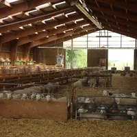 Un bâtiment dédié à la finition des agneaux permet un gain de temps de travail et une centralisation du matériel spécifique.