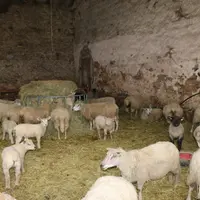 Les agneaux vont à l'herbe tardivement pour limiter au maximum les problèmes de santé liés à la forte humidité des parcelles. © B. Morel