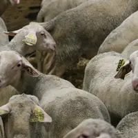 La Charte lait de brebis France cadre les pratiques vertueuses de la production et de la transformation.