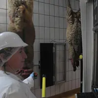 Un agent équipé d’un bâton de lecture lit les repères RFID aux oreilles des moutons. Ainsi chaque animal circulant sur la chaine est relié de manière