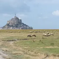 Les moutons parcourent plusieurs kilomètres par jour pour trouver leur nourriture sur les herbus. (en option)(DH : plutôt une photo avec le Mont-Saint