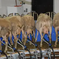 L'officialisation des OP va leur permettre de négocier au nom des éleveurs avec les industriels. © L. Geffroy