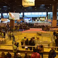 Les épreuves ont animé les rings pendant toute la première journée du salon de l'agriculture. © D. Hardy
