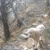 2000 chiens de protection ont été mis en place dans les Alpes, parfois dans des situations d’urgence.  © A. Villette