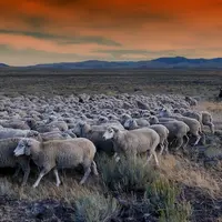 825 000 brebis étaient élevées en 2015 dans le Nord des Rocheuses. © Pixabay