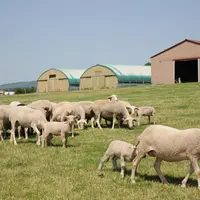La production d’agneaux d’herbe est possible avec des béliers sélectionnés en bergerie, surtout en privilégiant la vitesse de croissance et la conform