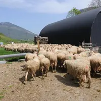 Avec plus de 20 000 brebis contrôlées, la race Basco-Béarnaise produit 193 litres en 151 jours.  © L. Geffroy