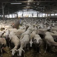 La Lacaune sont la première race ovine à se lancer dans la sélection génomique © A. Villette