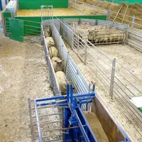 Ce bâtiment, conçu pour l’engraissement, facilite la circulation des agneaux vers la zone réservée à la pesée.  © A. Cheype