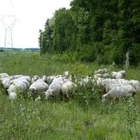 Les moutons restent un mois à un mois et demi dans la tranchée, un complément de ressource intéressant pour l'éleveur. © PNR de la forêt d'Orient