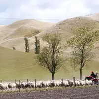 Tous les éleveurs sont équipés de quads et de chiens qui aident à la manipulation des lots. © E. Leroux