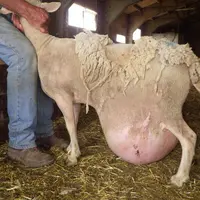 (éventration)Certaines tares génétiques sont facilement repérables : agneaux bégus, hernie ombilicale, cou tordu, hernie inguinale, éventration, brebi