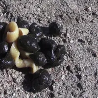 Un ténia au milieu d’une crotte fraîche d’agneau. En séchant, il prend la forme de grains de riz. © L. Sagot