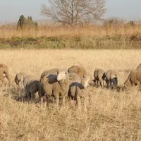 Les producteurs de foin qui n’ont pas d’animaux vendent l’herbe sur pied à des éleveurs herbassiers.  © L. Geffroy