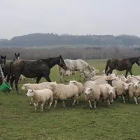 Chevaux et brebis pâturent les mêmes parcelles et sont complémentaires pour la valorisation des prairies. © A. Villette
