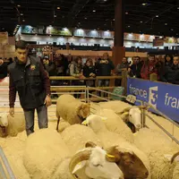 Les actions du programme Inn’Ovin comme les ovinpiades visent à faire connaitre le métier et améliorer son image auprès des apprenants. © A. Villette