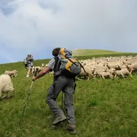 Le travail du berger et celui de l'éleveur sont complémentaires. © L. Geffroy