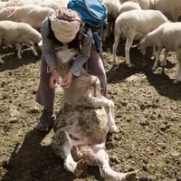 Le berger doit être capable de déceler les animaux malades et de leur apporter les premiers soins.  © R. Leconte