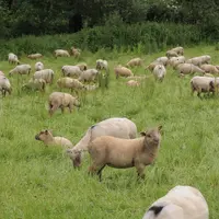 Une bonne prévention permettra d’améliorer les performances de croissance des agneaux en maîtrisant les pasteurelloses, le parasitisme et le piétin. ©
