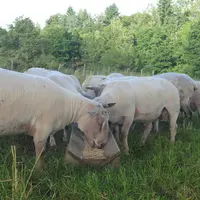 Pour les béliers type « viande », la croissance et la conformation sont à privilégier. © Ciirpo