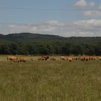 L'éleveur possède aussi un troupeau de 45 vaches allaitantes. © M.-A. Batut