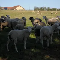 Depuis quelques années le pôle ovin s'est engagé dans la voie de l'agro-écologie. © M.-A. Batut