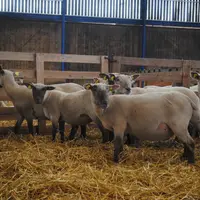 La prise d'état pendant la lutte facilite le groupement des agnelages sur le premier cycle. © Ciirpo