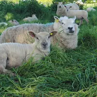 Des mères en état lors de l'agnelage peuvent apporter un gain de croissance supplémentaire de 30 g par jour. © Ciirpo