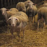 La famille Hugon a misée sur la sélection de la Blanche du Massif Central un race rustique  afin d'être en adéquation avec le climat de la région.  ©