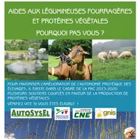 La production de protéines consommables par les ruminants permet d'augmenter l'autonomie de son élevage. © Idele