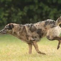 Environ la moitié des chiens berger d'Auvergne présente un pelage merle. A cause de ce pelage, on disait parfois localement que ces chiens ressemblaie