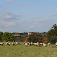 Seul le scénario Agroécologie imagine un fort accroissement du cheptel ovin allaitant du Massif central.  © L. Geffroy