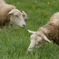 L'élevage permet de valoriser des protéines végétales non consommables par l'homme comme la cellulose de l'herbe. © DR