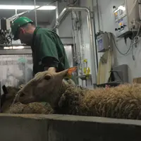 Tous les opérateurs amenés à manipuler des animaux vivants sont formés au bien-être animal. © A. Villette