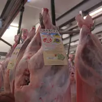 7 % des agneaux tués à Sisteron sont labellisés. © M.-A. Batut