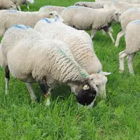 La toison joue parfaitement son rôle d’isolant, y compris dehors en hiver. © Ciirpo