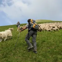 Pour la FNO, le loup est un dossier prioritaire afin de préserver l'élevage ovin en extérieur. © L. Geoffroy