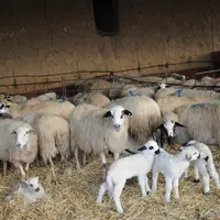 Les filles affichent des comportements d’attachement plus forts à leur mère que les fils. © L. Geffroy