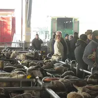 Durant les enchères  négociants et vendeurs se retrouvent au milieu des allées où sont parqués les lots.  © M.-A. Batut