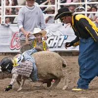 Un jeune garçon tombe d’un mouton lors des journées du patrimoine du rodéo qui se tiennent chaque été à Strathmore dans la province canadienne de l'Al