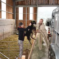 Grâce à l’investissement dans la génétique, les brebis corses de Jean-Pierre Mallaroni produisent une moyenne de 220 litres de lait en 200 jours. © D.