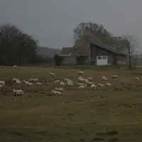 Le terrain Wallon est adapté à l'élevage ovin même si ce dernier est peu présent.  © M.-A. Batut