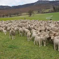 Une brebis qui a du lait peut nourrir deux agneaux sans problème. © L. Geffroy