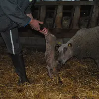 La mère suit mieux lorsque les agneaux sont transportés par les pattes arrière. © Ciirpo